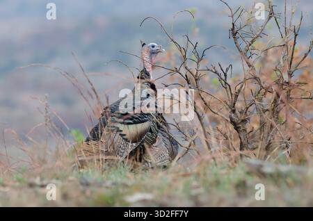 Wild Turkey, Meleagris gallopavo, tom Stock Photo