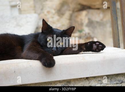 Black cat sleeping - outdoor - Mougins , cote d'azur, France Stock Photo