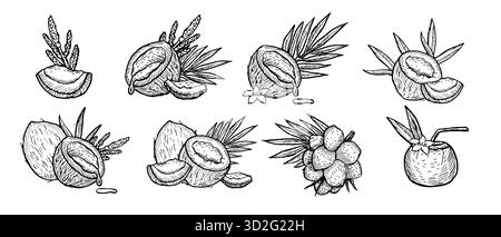 Coconuts sketch collection. Compositions with tropical nuts with palm leaves. Outline raw coconut, organic beach cocktail, coco branch. Vector illustr Stock Vector