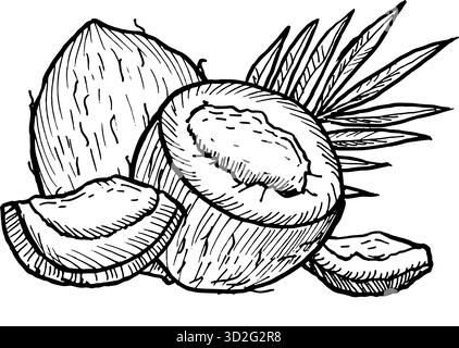 Hand drawn coconut line art drawing with whole fruits, half and pieces, coco leaf isolated on transparent background. Vintage sketch of tropical fruit Stock Vector