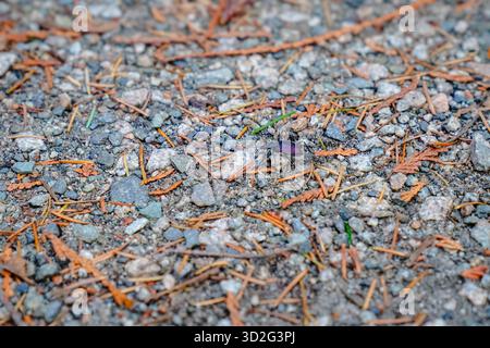 A small dark beetle walks across a gravel forest path scattered with pine needles, creating a natural close-up scene focused on texture, detail... Stock Photo