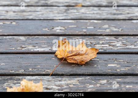 A dried, brown-yellow maple leaf rests on a surface of dark, weathered wooden planks with peeling paint, symbolizing autumn and seasonal change. Stock Photo