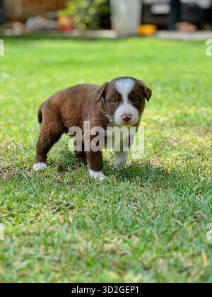 Adorable Brown and White Border Collie Puppy Standing on Green Grass Stock Photo