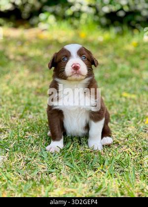Sweet Border Collie Puppy Sitting Alertly on Green Grass Stock Photo