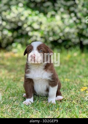 Sweet Border Collie Puppy Sitting Alertly on Green Grass Stock Photo