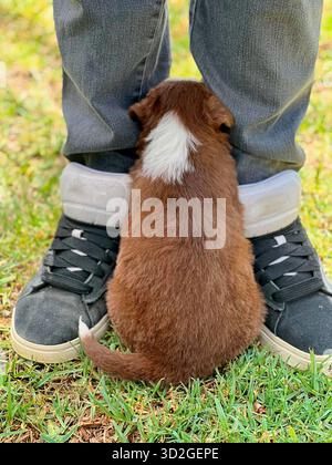 Loyal Border Collie Puppy Resting Between Owner's Feet Stock Photo