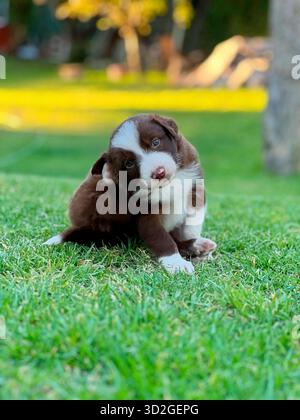 Curious Border Collie Puppy Tilting Head on Green Grass Stock Photo
