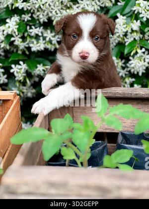 Adorable Border Collie Puppy Posing in Wooden Crate with Jasmine Flowers Stock Photo