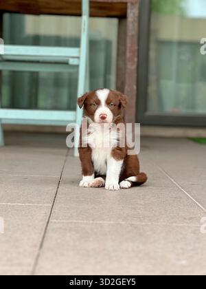 Alert Border Collie Puppy Sitting on Outdoor Patio Tile Stock Photo