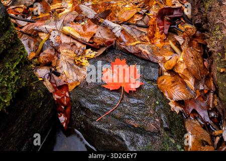 Close up of red maple leaf on rock - Pisgah National Forest, near Brevard, North Carolina, United States Stock Photo