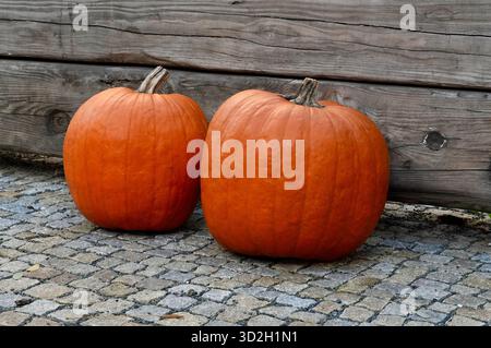 Two orange pumpkins on a cobblestone pavement in front of a wooden fence Stock Photo