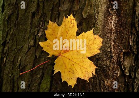 Yellow maple leaf on the bark of a tree in the autumn forest Stock Photo