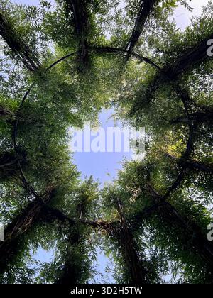 Natural background showing sunlight, greenery, and fresh air. Stock Photo