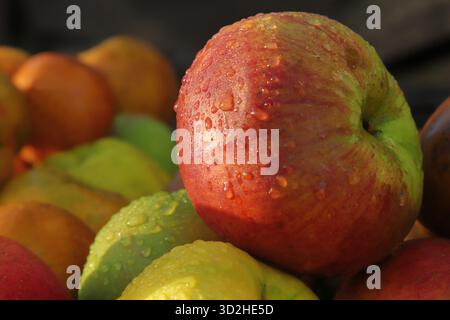 Windfall apples after the rain Stock Photo