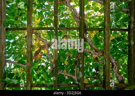 Upward view of a rustic wooden pergola with weathered beams, partially covered by climbing plants and intertwined branches. Moss and lichen on wood Stock Photo