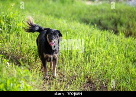 Selective focus: A cool black dog walks comfortably on the green grass along the riverbank. Stock Photo