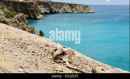 Goat skull with horns on end of cliff above sea Stock Photo