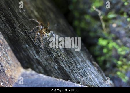 Small wild crab camouflaged on dark wet rock with green moss in natural coastal habitat. Close up view of marine crustacean showing its texture and de Stock Photo