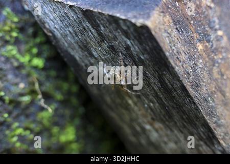 Tiny spider camouflaged on dark rock surface in natural outdoor environment. Macro photography close up shows arachnid hidden with green moss in backg Stock Photo