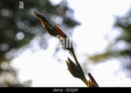 Silhouette of delicate flower bud on stem with an ant crawling outdoors. tranquil nature scene with bright background and beautiful bokeh evokes peace Stock Photo