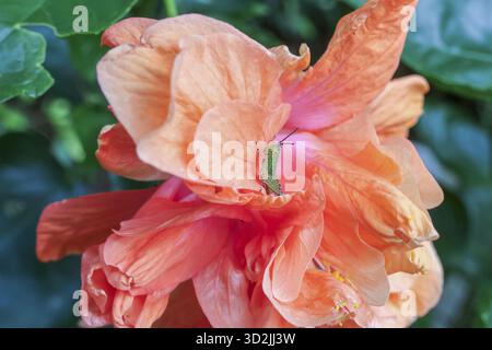 Vibrant peach hibiscus flower, its double petals unfurling with delicate beauty, evokes feelings of warmth and summer. Its intricate layers and soft h Stock Photo