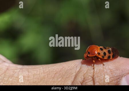 Gentle orange beetle insect with black spot sitting on human finger. closeup macro view of wildlife in nature outdoor with soft green background showi Stock Photo