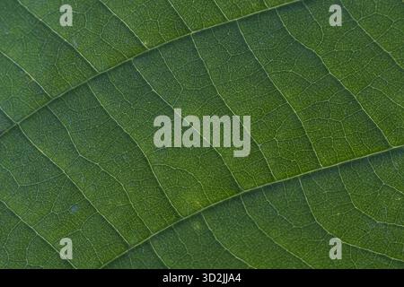 Serene macro detail of green leaf texture showing natural pattern. diagonal veins create an abstract background showing simple structure of plant life Stock Photo