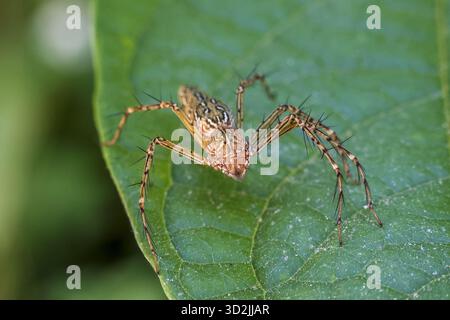 Close up macro of brown lynx spider waiting on vibrant green leaf. camouflaged arachnid with long spiny leg ready to hunt in wild garden ecosystem Stock Photo