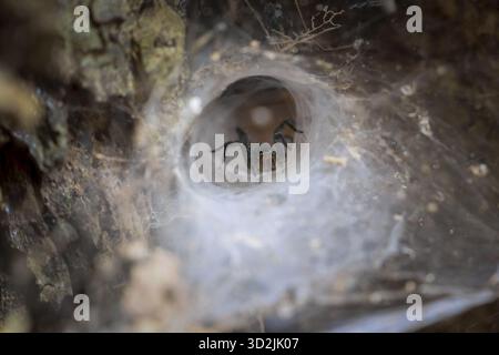 Funnel web spider patiently waiting inside its silky nest in nature. Macro photography of hidden arachnid, creepy closeup of wildlife in its natural h Stock Photo