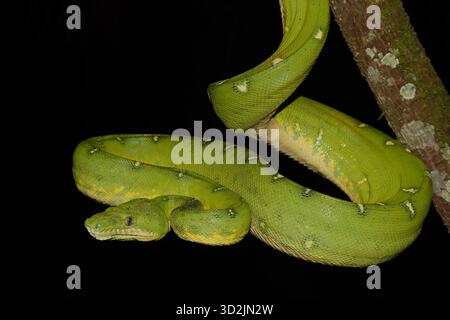 Emerald Tree Boa (Corallus batesii) hanging from a branch in the Amazon rainforest during nocturnal herpetological surveys in Manu Biosphere Reserve, Stock Photo