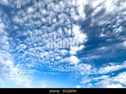 Soft altocumulus clouds spread across a vivid blue sky on a clear day, illuminated by bright sunlight and viewed from below, creating a calm and airy Stock Photo