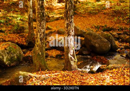 Autumn vibes in the forest Stock Photo
