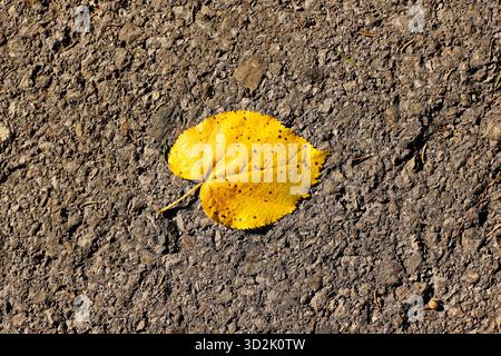 Yellow leaf on gray asphalt Stock Photo