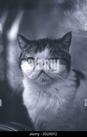 Serene exotic shorthair resting on couch, eyes half closed Stock Photo