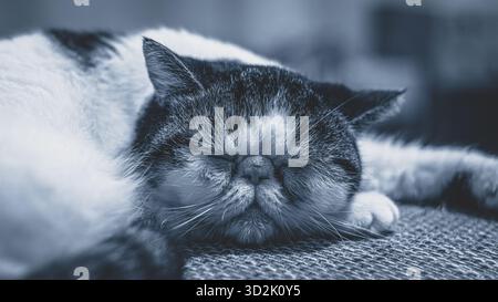Round-faced exotic cat lying lazily on kitchen surface Stock Photo