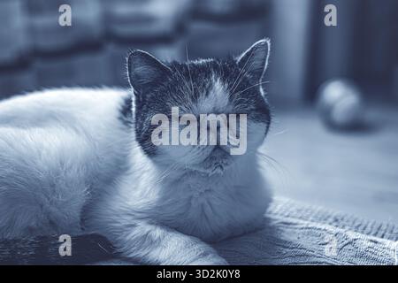 Fluffy exotic cat peacefully lying on a sofa near window Stock Photo