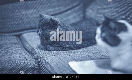 Lovely cat resting peacefully on cozy modern sofa Stock Photo
