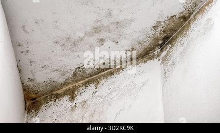 Detail of black mold and moisture stains on white wall surface in interior. Concept of humidity, poor ventilation and unhealthy air in home environmen Stock Photo
