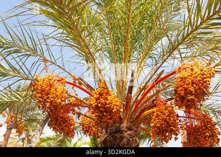 Date palm with ripening fruits on it Stock Photo