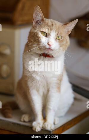 A ginger and white cat rests gracefully on a kitchen counter, enjoying warm sunlight in a relaxed home setting. Stock Photo
