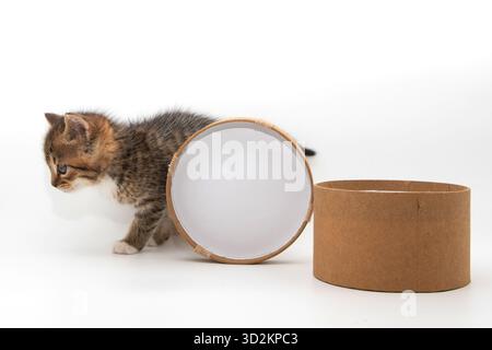 Small curious kitten exploring open cardboard box on white background Stock Photo