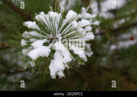 Golden Christmas ball with water drops hanging on pine tree branch outdoors Stock Photo