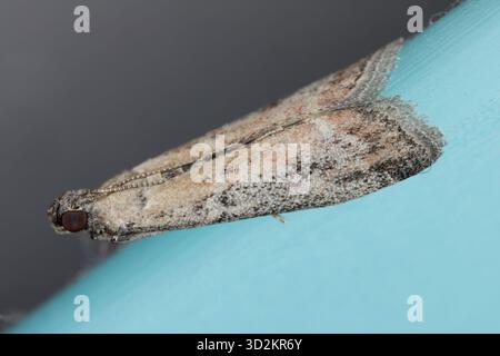 Dried fruit or date moth, Ephestia woodiella, Ephestia parasitella. An adult specimen on the edge of a glass clock in home. Caterpillars destroy store Stock Photo
