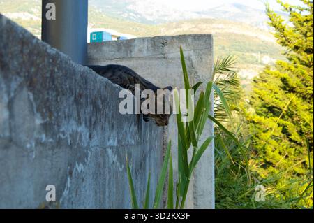 Relaxed striped cat resting on a concrete wall outdoors. Tabby cat resting peacefully on a concrete wall with plants and mountain view. Stock Photo