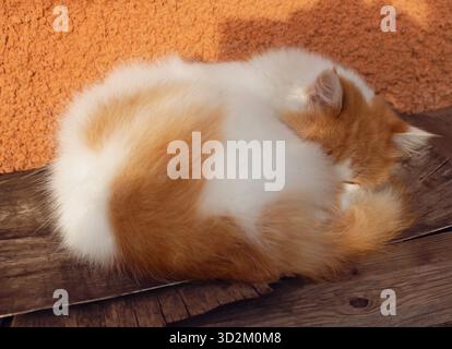Red and white cat sleeping on sunshine. Orange and white kitten sleeping outdoor. Ginger kitty relaxing. Funny kitty lying on backyard. Pets concept. Stock Photo