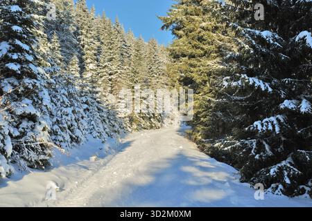Winter path winding through snow-covered forest trees. Snowy forest path leading into a dense coniferous winter landscape under blue sky. Stock Photo