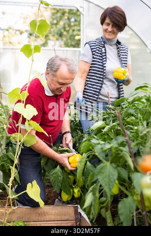 Old man and woman happily harvesting tomatoes in greenhouse Stock Photo ...