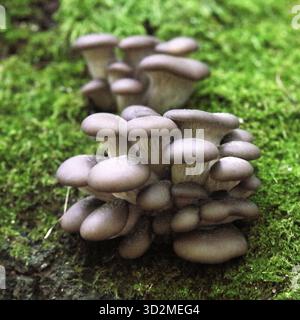 Edible mushroom Pleurotus ostreatus known as oyster mushroom in autumnal forest with colorful leaves - Slovakia, Europe Stock Photo