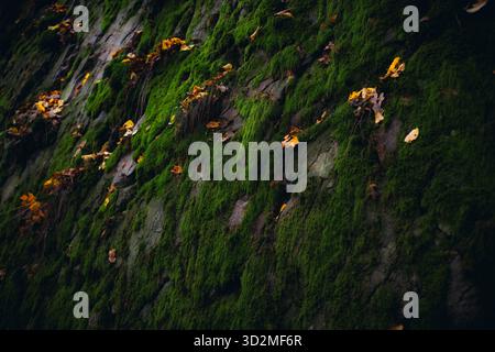 Moss-Covered Rock Surface with Fallen Autumn Leaves Stock Photo