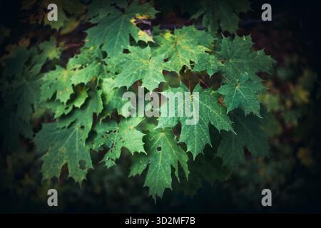 Close-up of Green Maple Leaves in Natural Forest Light Stock Photo